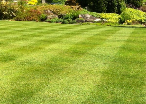 Commercial Grass Cutting in Ithaca