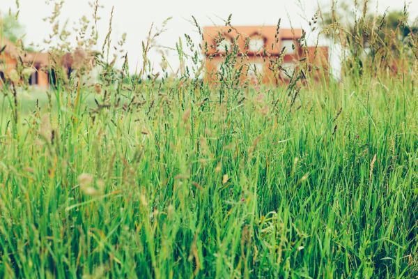 Tall Grass Cutting in Ithaca