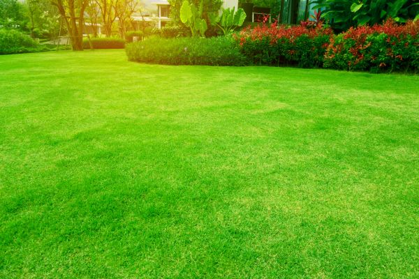Cost of Grass Maintenance in Ithaca