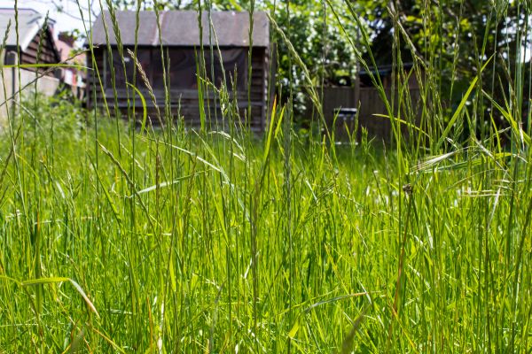 Overgrown Lawn Trimming in Ithaca