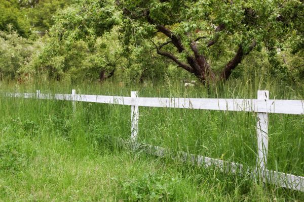 Fence Line Trimming in Ithaca
